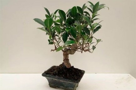 Фикус ретуза: непритязательный красавец на вашем подоконнике