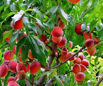 Как осенние подкормки помогают деревьям приносить щедрый урожай