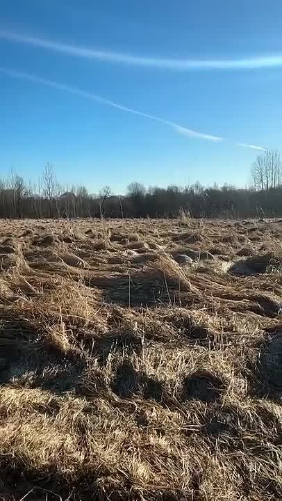 Новгородский соколиный двор выпустил на волю ушастую сову, которая проходила лечение после травмы