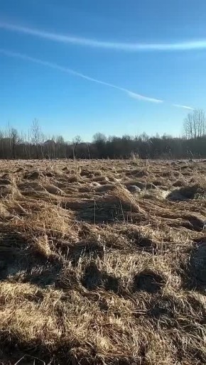 Новгородский соколиный двор выпустил на волю ушастую сову, которая проходила лечение после травмы