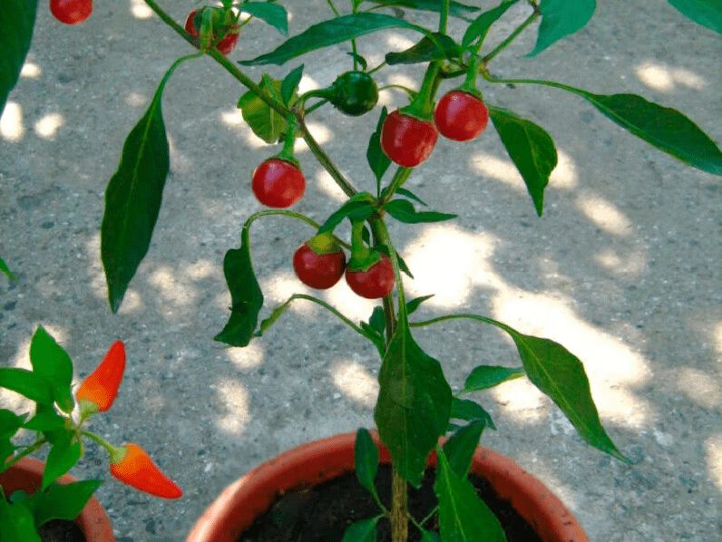 На подоконнике вырос острый перчик и стал маленьким секретом кухни