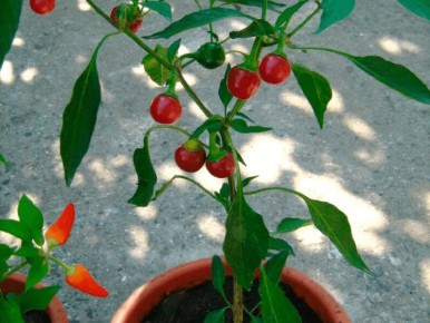 На подоконнике вырос острый перчик и стал маленьким секретом кухни