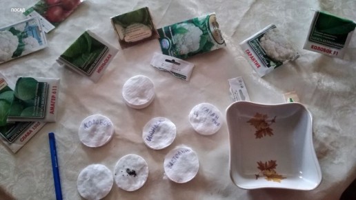 Как вырастить капусту без лишних хлопот: секреты успешного посева