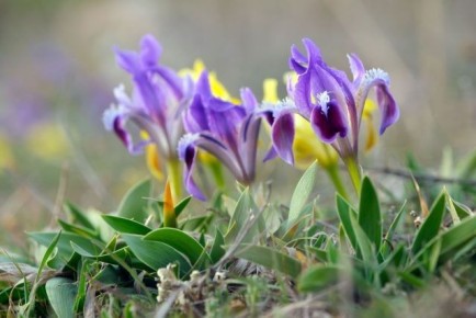 ��� ���������� ����� ��������� ������������ � �����