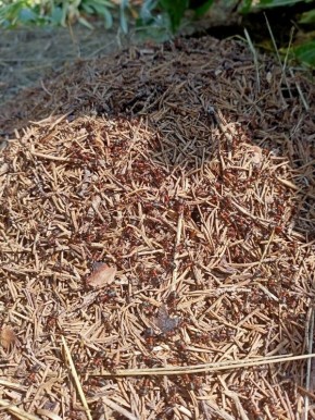 ������� � �������: ������ ��� �����?