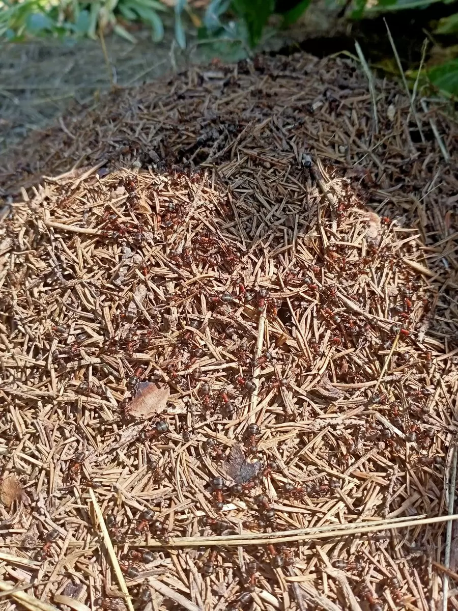 Муравьи в огороде: друзья или враги?