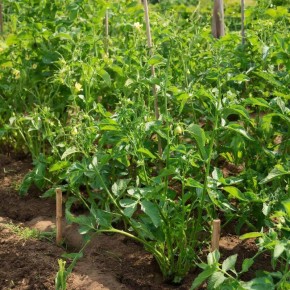 Почему метод посадки картофеля «под лопату» остается любимым у садоводов