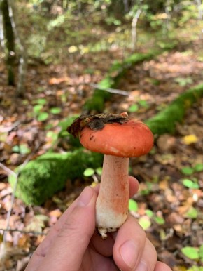 ����� �� �������: ��� ������� ������ ������� �������� ���� � �������