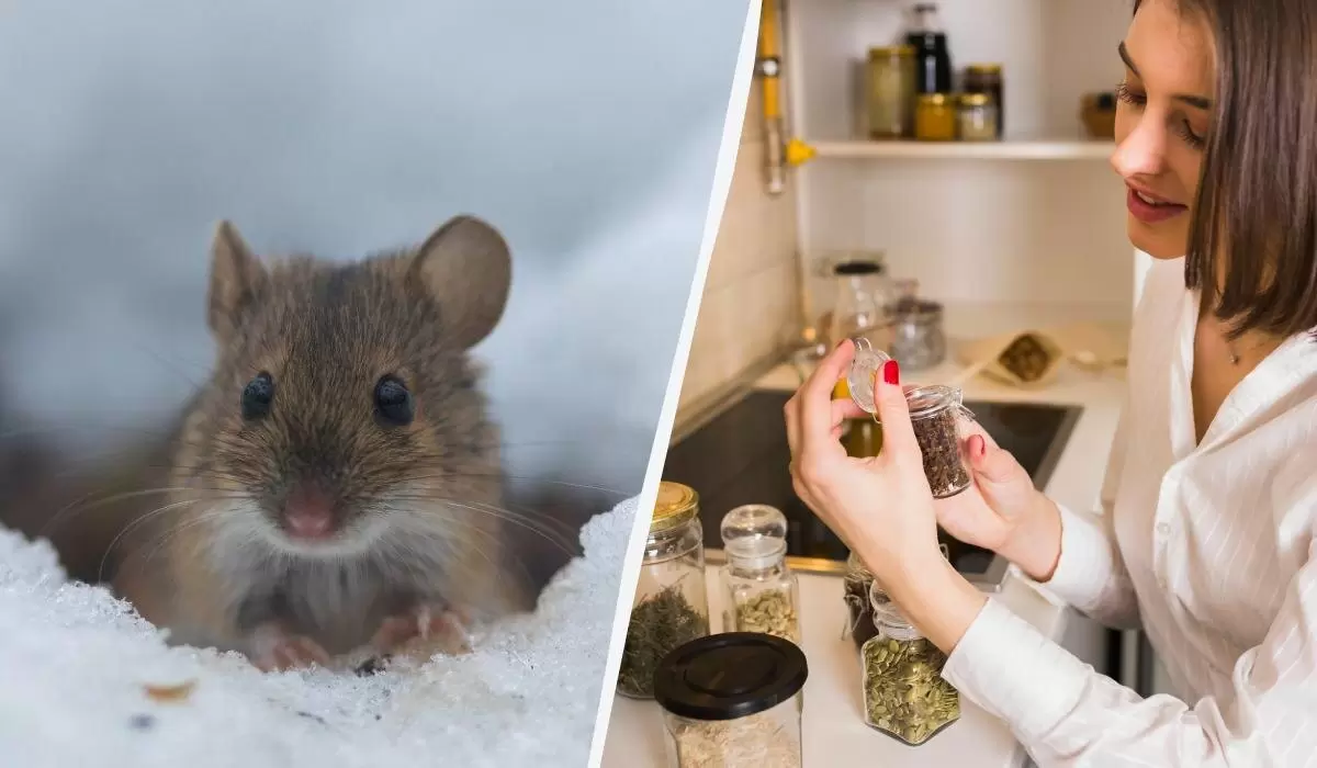 Как эффективно отпугнуть грызунов в вашем саду этой зимой