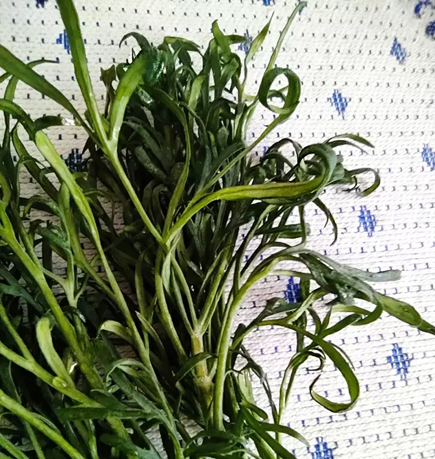 Укроп: как выбрать идеальный сорт для вашего огорода?