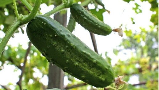 ��� �������� ������ ������ �������: ������� �������� �������