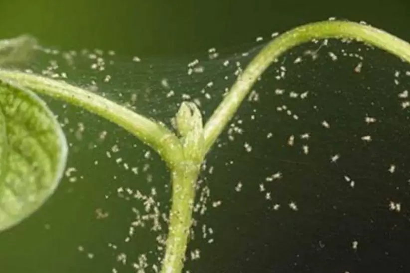 Не дайте паутинному клещу погубить ваш урожай!