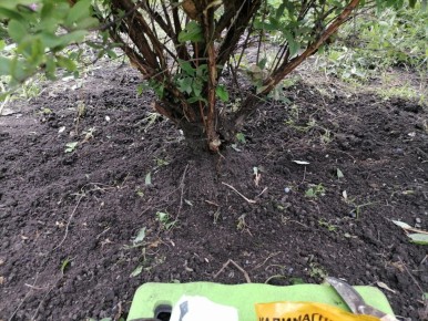 Как осень влияет на уход за садом: важные советы по подкормке