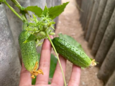 ��� ���� ����� ������ ��� ������ ������� � �������