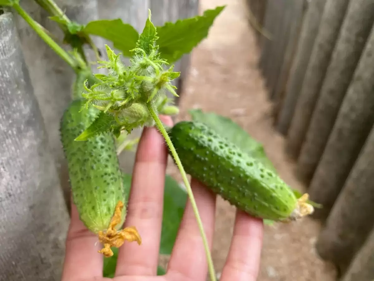 Как сода может спасти ваш урожай огурцов в августе