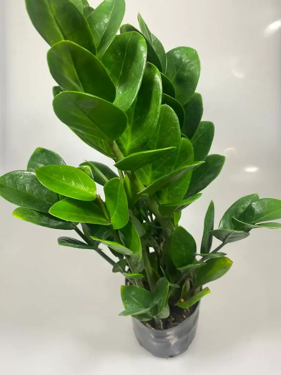 Замиокулькос: как это экзотическое растение становится символом удачи и финансового благополучия?