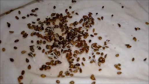 ������������ ��������� ����� �������: ������� ��������� ������