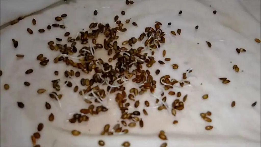 Предпосевная обработка семян моркови: секреты успешного урожая