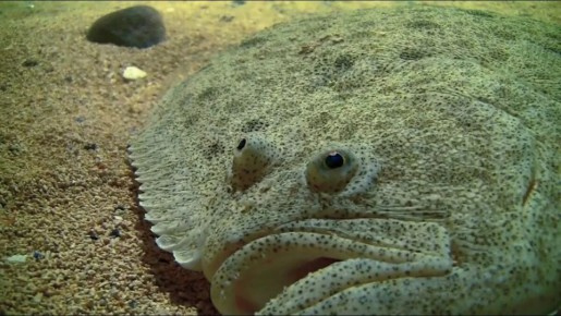 Камбала: уникальный хищник с глазами на одной стороне