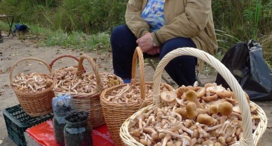 Как погода в мае определит урожай грибов этого лета