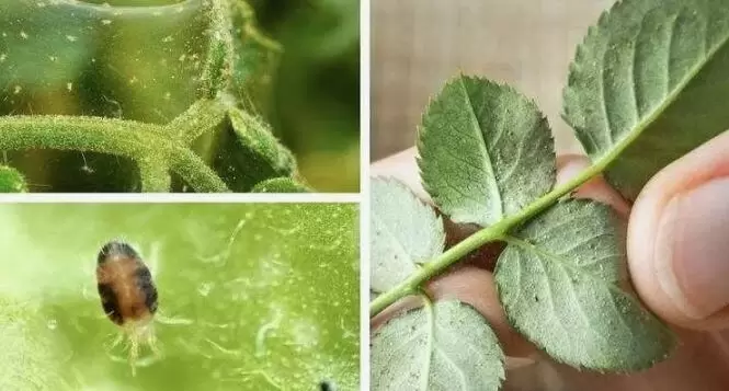 Как эффективно бороться с паутинным клещом на домашних растениях