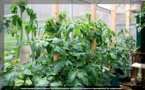 ������ � ��������� ����� �� ��������: ��� ����� ����� � �������� ����