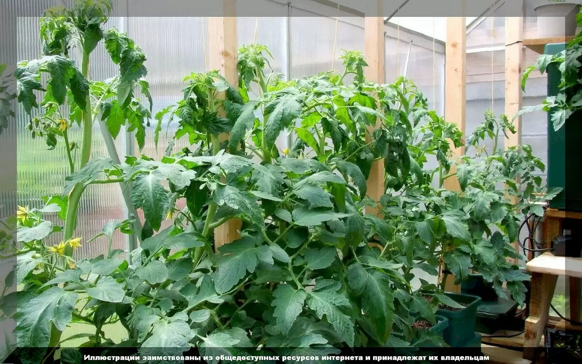 Чудеса и сложности ухода за томатами: что важно знать в середине лета