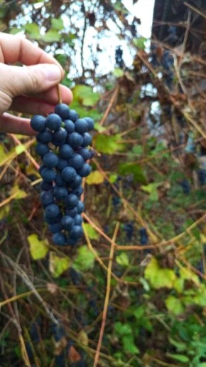 ��� ����� � ������ ����������� �������� ����������� ���