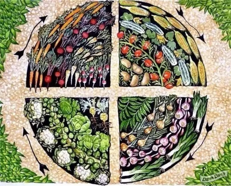 Севооборот на маленьком участке: секреты успешного огорода