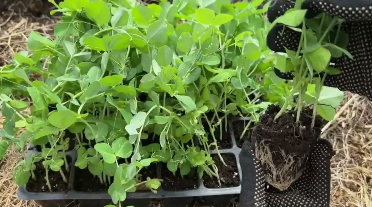 Какие бобовые стоит сеять в марте: секреты ранних урожаев и улучшения почвы