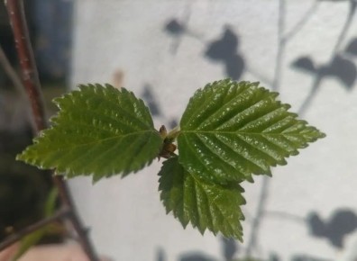 ������ � ������������ ������� ���������� �� 18 ��������