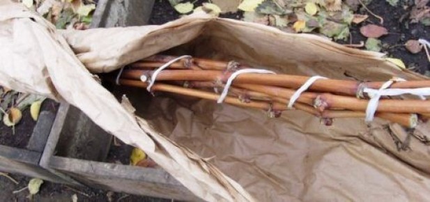 ��� �������� �������� � �����: �������� ������ ��� ���������