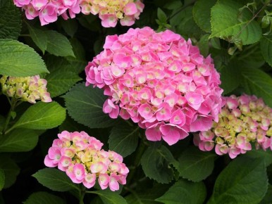 ������ ������ �������� ��������� ����� ���������� ��������������: ������� �������� �������