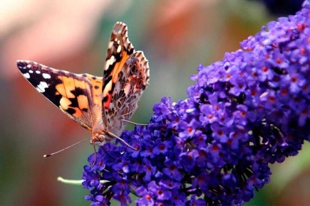 ��� ��������� ������� ������: ������� ��������� ����������� ������� �� ������-������