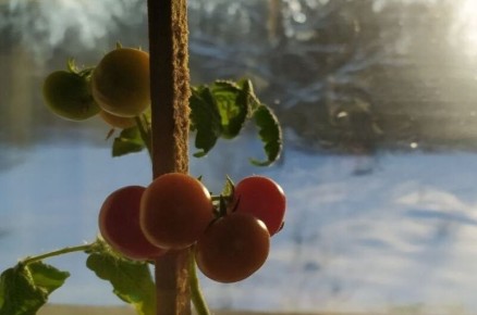 ��� ������� ���� ����-������ �� �����������: ������ ����� � ������ ������� ���