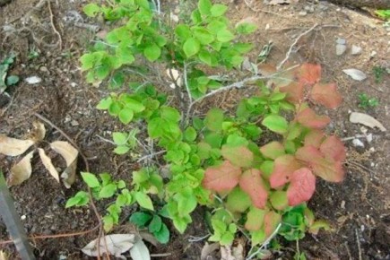 �������� �������: ���������� �������� ��� ������ ����