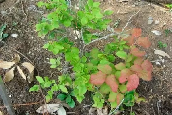 Японская черника: уникальное растение для вашего сада