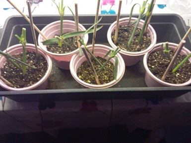 ������� ��������� ������������ ��������: ����������� ���� ������ �����