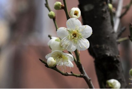 Весенний период: как защитить сливовые деревья от болезней