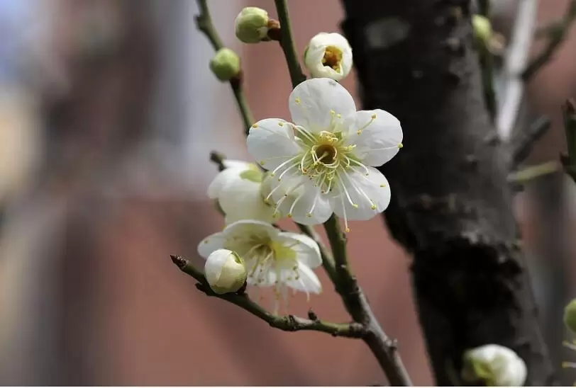 Весенний период: как защитить сливовые деревья от болезней