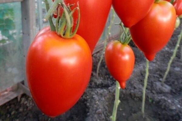 ����� ������� ���������: ��� ��������� �������� ����� ��� ������ ������