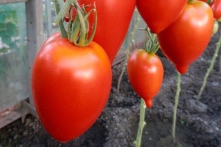 Томат Легенда Тарасенко: как вырастить отличные плоды без лишних хлопот