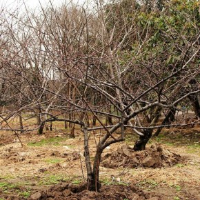 Как распознать мертвое дерево: ключевые признаки для садоводов