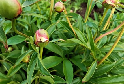 Секреты устойчивого цветения: муравьи и пионы — не друзья