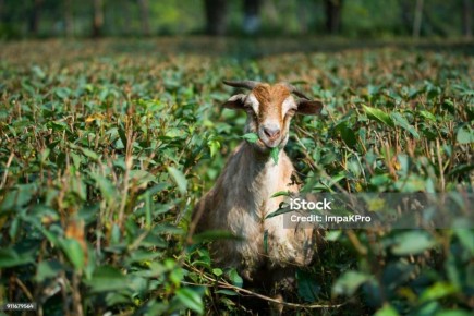 ���������� ���: ������� ��� ������������ �� ����������� �����