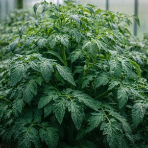 ������ ������ ����� ������� ������ �������� ������