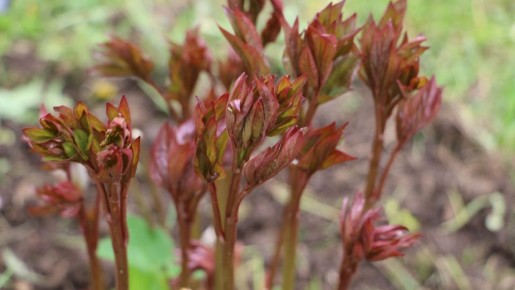 ��� ��������� ���������� ����� ������: ��� ������� ��� ��������