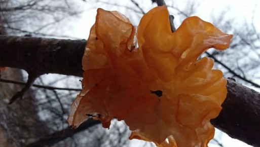 � ���������� ����, ������������ ������� ����, ������ ������� ���������