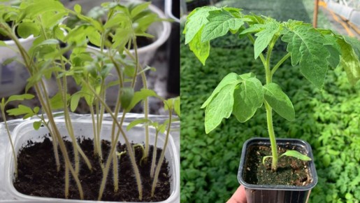 ����� �������� � �����������: ��� ������� ������ � ��� ����� ����������� ���� �������