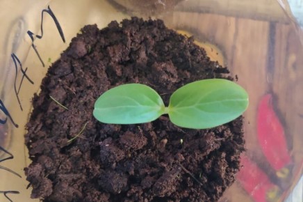 ��� ����� ������� ������ �� �������� �������